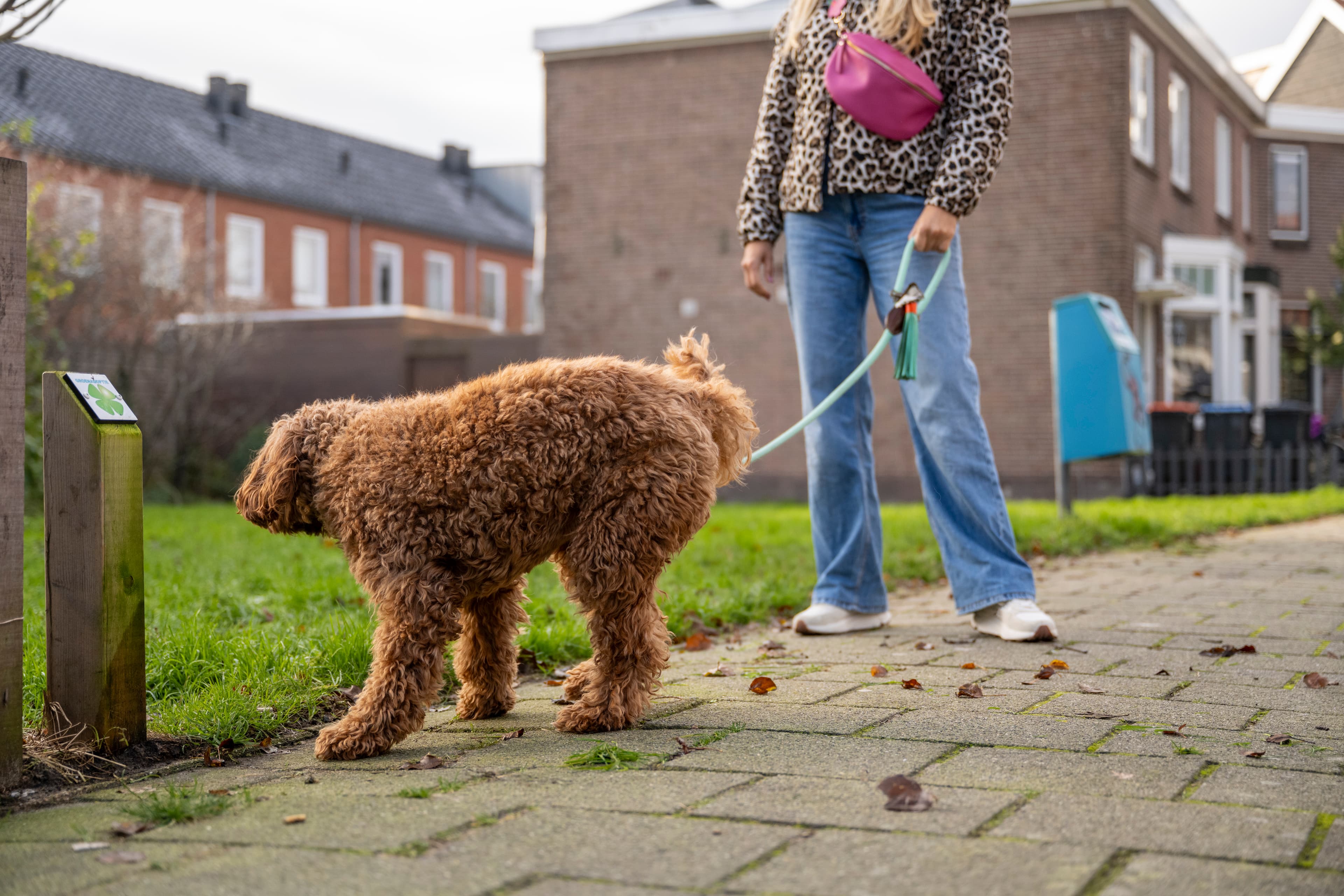 Woman walking her dog outdoors