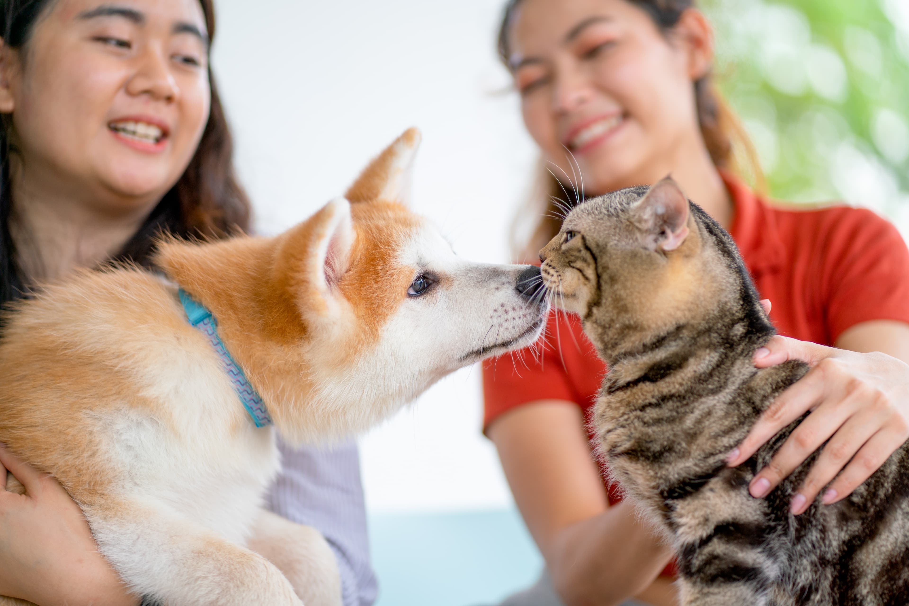 Dog and cat with young owners