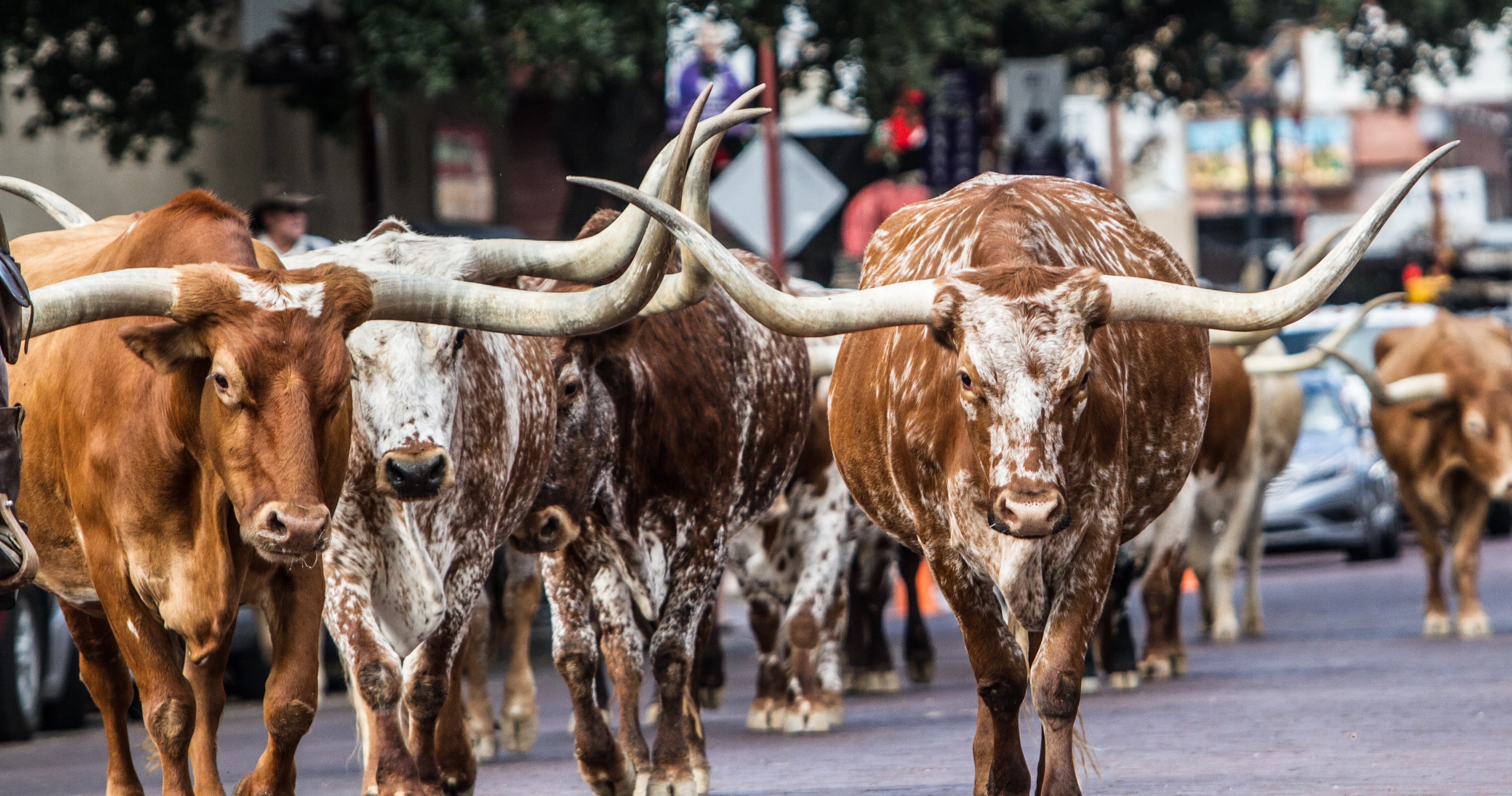 Texas longhorns walking in the stockyards